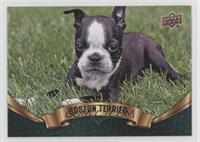 Puppy Variant - Boston Terrier