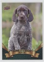 Puppy Variant - German Shorthaired Pointer