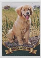 Puppy Variant - Golden Retriever