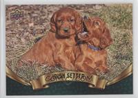 Puppy Variant - Irish Setter