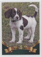 Puppy Variant - English Springer Spaniel