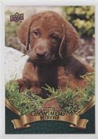 Puppy Variant - Chesapeake Bay Retriever