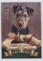 Puppy Variant - Airedale Terrier