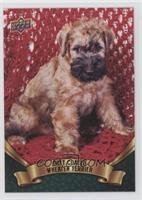 Puppy Variant - Soft Coated Wheaten Terrier