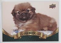 Puppy Variant - Pekingese