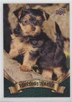Puppy Variant - Yorkshire Terrier