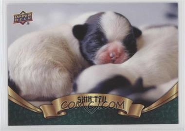 2018 Upper Deck Canine Collection - [Base] #322 - Puppy Variant - Shih Tzu