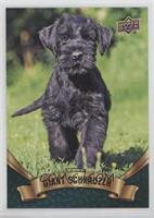 Puppy Variant - Giant Schnauzer