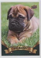 Puppy Variant - Bullmastiff