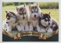 Puppy Variant - Siberian Husky