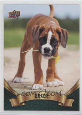 2018 Upper Deck Canine Collection - [Base] #342 - Puppy Variant - Boxer