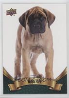 Puppy Variant - Mastiff