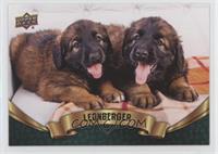 Puppy Variant - Leonberger