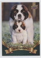 Puppy Variant - St. Bernard