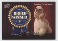 American Cocker Spaniel