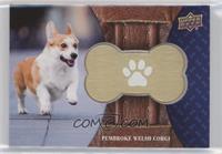 Pembroke Welsh Corgi