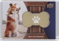 Shetland Sheepdog